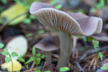 Season mushrooms. Wild tricholoma portentosum growing rows on forest floor. Edible light gray mushroom family tricholomataceae. Smoky wavy cap and white plate ryadovkovye. Harvest autumn fungal.