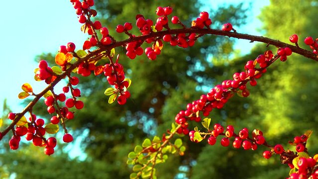 Red berries on a background of green leaves (Cotoneaster horizontalis)