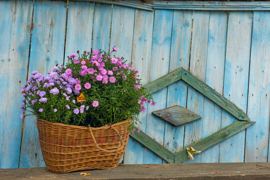 Rural autumn mood. Basket with autumn chrysanthemum flowers near an old rural fence. 