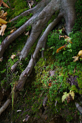 Tree roots on a mountain hill