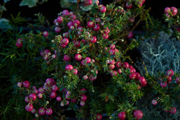 Fototapeta na wymiar Beautiful bush with pink berries, Christmas decoration, selective focus