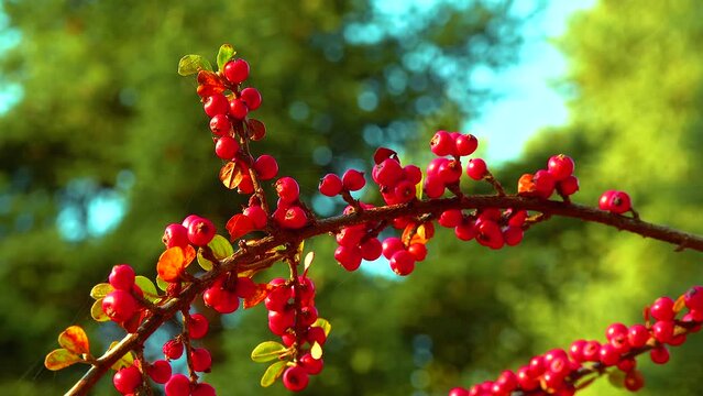 Red berries on a background of green leaves (Cotoneaster horizontalis)