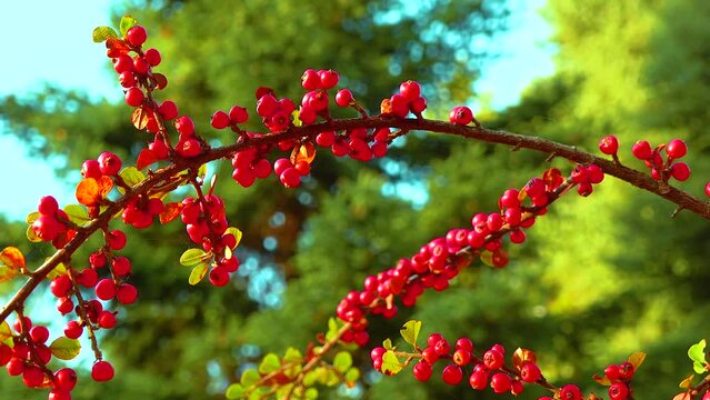 Red berries on a background of green leaves (Cotoneaster horizontalis)