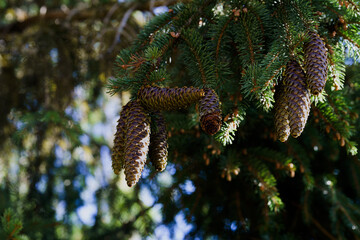 Hanging spruce cones