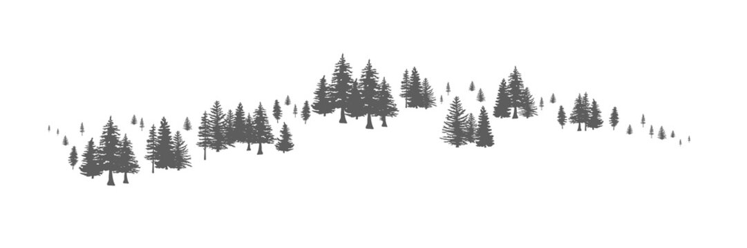  Pine Tree Forest Background. Spruce tree silhouette. Spruce tree Forest Background.