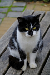 Black and white cat looks into distance surprise.