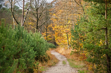 Narrow sandy hiking trail in a forest with beech, birch and pine trees near Austerlitz, The Netherlands in autumn