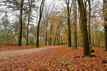 Obraz premium Diminishing perspective of a road in the forest near Austerlitz, The Netherlands in autumn