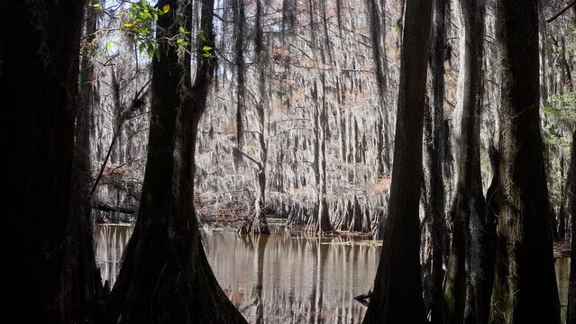 Caddo Lake State Park in Texas with its amazing vegetation and landscape - travel photography