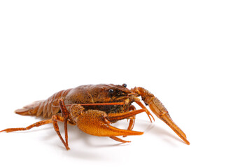 Live crayfish white background, isolate.