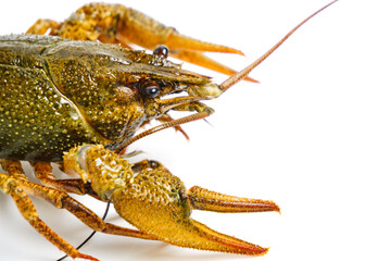 Live crayfish white background, isolate.