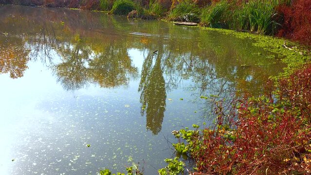 Reflection of trees in the water of the lake, in which the water is covered with duckweed and piscia