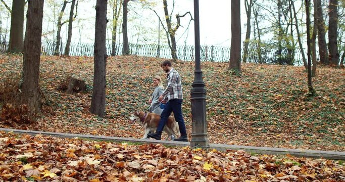 Side view of lovely couple of young people walking in beautiful autumn park with cute husky dog. Attractive cute blonde adult woman and fashionable bearded man strolling enjoying nature fresh air.