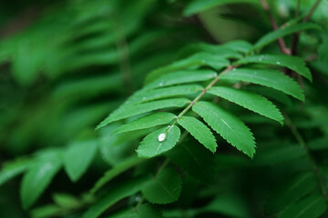 saturated green color of a rowan tree leaf, selective focus on a raindrop