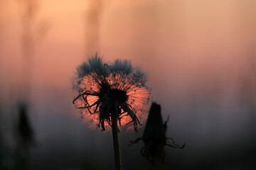 silhouette of a dandelion and blades of grass against a sunset, shallow depth of field and...