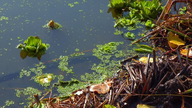 Reflection of trees in the water of the lake, in which the water is covered with duckweed and piscia