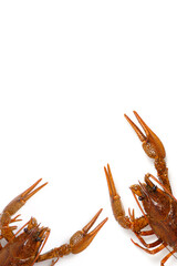 Live crayfish white background, food delicacy.