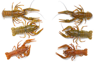 Live crayfish white background, food delicacy.