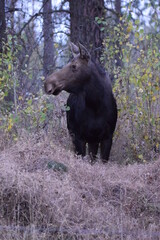 Cow moose watching her calf eating branches in the woods on a Fall day. 