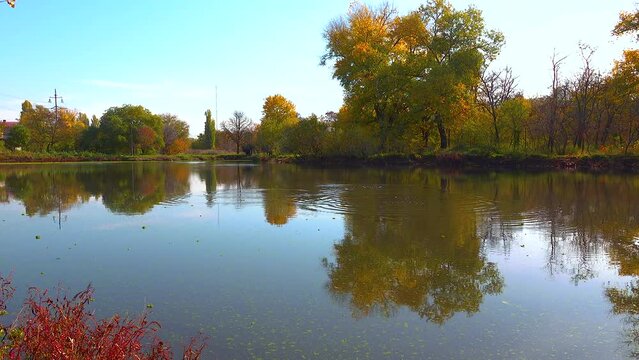 Reflection of trees in the water of the lake, in which the water is covered with duckweed and piscia