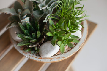 Succulent mini garden. Home decor with our easy-to-care-for cactus and succulent dish garden. Miniature succulents selection decoration.