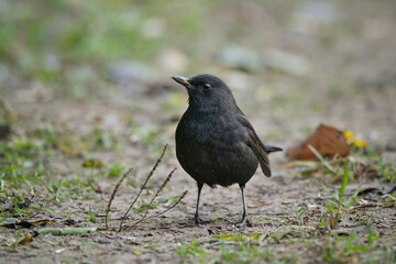 bird, natur, grossartig, blaumeise, meise