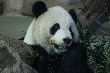 Fototapeta premium Close up Male Panda , Tuan Tuan , in Taipei Zoo, Taiwan