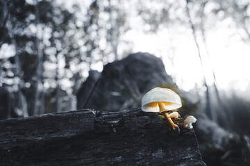 Pilze im Geisterwald