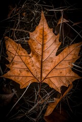 Vertical shot of an orange maple leaf on the grass