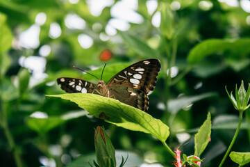 Fototapeta na wymiar Butterfly House at the island of Mainau.