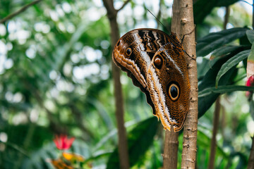Butterfly House at the island of Mainau.