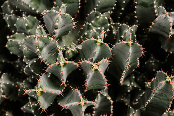 Fototapeta premium Large cactus in the Heidelberg Botanical Garden