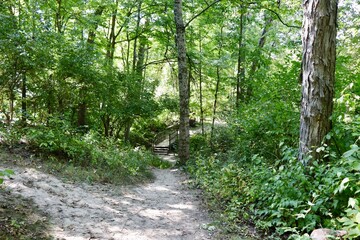 Obraz premium The empty hiking trail in the forest.