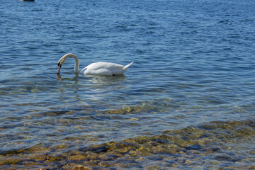 Swan in the Lake Constance, Germany.