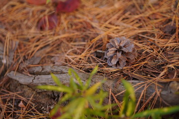松ぼっくりクローズアップ