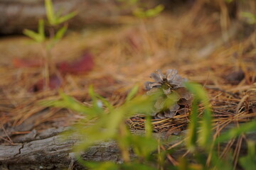 松ぼっくりクローズアップ