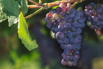 A bunch of grapes