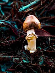 Vertical shot of a baby mushroom growing in the forest