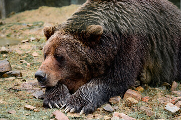 Obraz na płótnie Canvas Brown bear of Synevyr glade of Zakarpattia region in Ukraine.