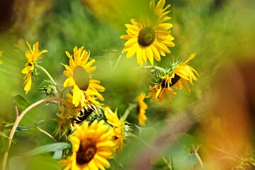 Nahaufnahme Sonnenblume