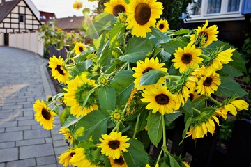 Nahaufnahme Sonnenblume