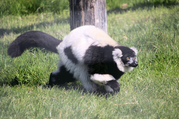 A view of a Skunk