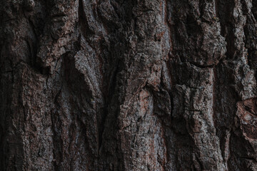 Fototapeta na wymiar Tree bark. Wood texture. Tree bark texture pattern