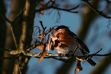 Close-up shot of a Eurasian bullfinch perched on a tree branch