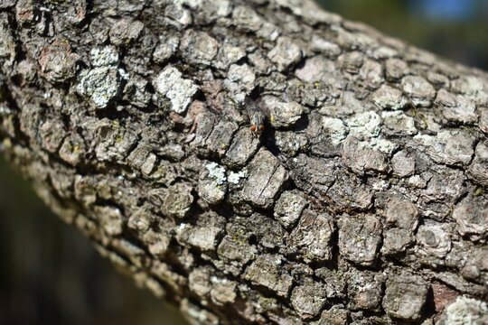 Brown Textured Surface of Tree Bark Branch
