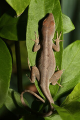 Looking down on a small brown anole (Anolis sagrei) lizard resting on a leaf in a garden in a backyard in Kauai, Hawaii.  These small lizards are not native in Hawaii. 