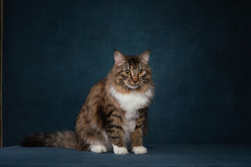 portrait of a cat on a blue background