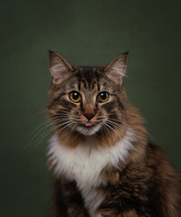 portrait of a cat on a green background