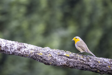 One of the most familiar birds in the parks and gardens of Europe, the robin. This is perched on a branch.
