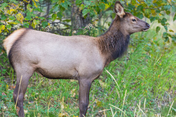Elk